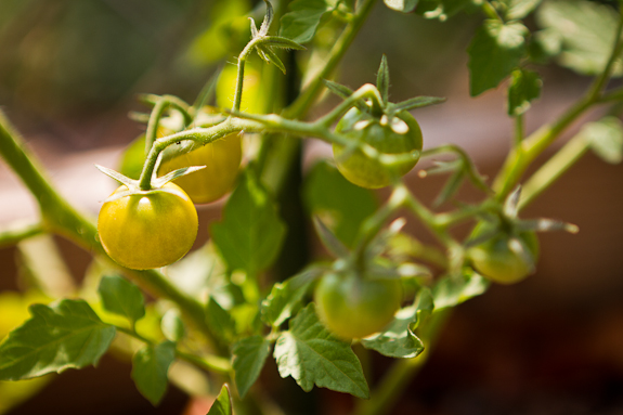 Sungold tomatoes