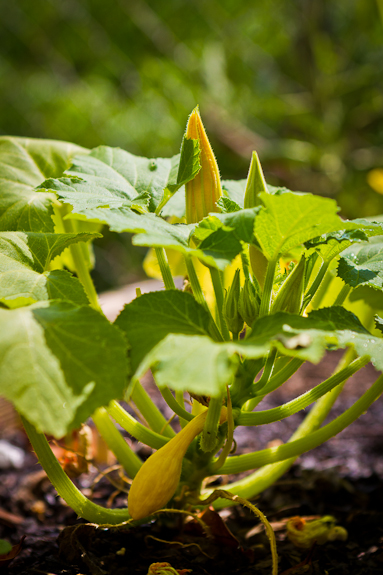 Yellow summer squash
